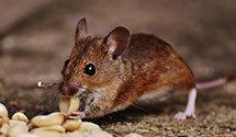 24 Hour & Emergency Exterminators in West New York, NJ